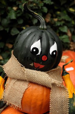 Alman Bahçe kabaklar