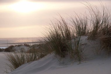Juist ve Borkum Alman kuzey denizinde