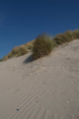 Juist ve Borkum Alman kuzey denizinde