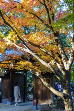 Tokyo ve Fuji Dağı sonbahar zamanı