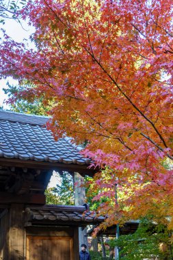 Tokyo ve Fuji Dağı sonbahar zamanı