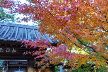Tokyo ve Fuji Dağı sonbahar zamanı