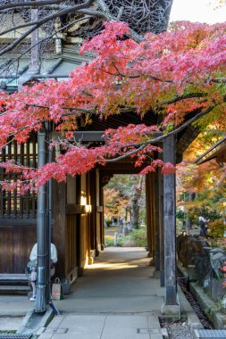 Tokyo ve Fuji Dağı sonbahar zamanı