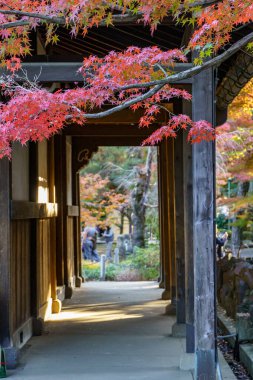 Tokyo ve Fuji Dağı sonbahar zamanı
