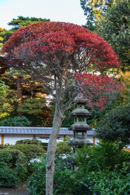 Tokyo şehrinde sonbahar zamanı