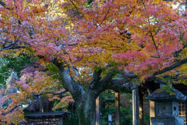 Tokyo şehrinde sonbahar zamanı