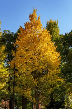 Tokyo şehrinde sonbahar zamanı