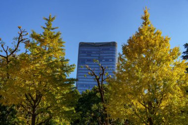 Tokyo şehrinde sonbahar zamanı