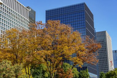 Tokyo yakınlarındaki Japonya 'da sonbahar zamanı.