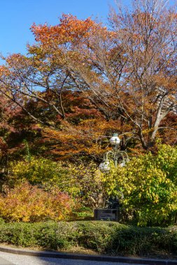 Tokyo yakınlarındaki Japonya 'da sonbahar zamanı.