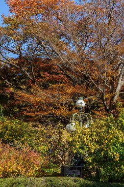 Tokyo yakınlarındaki Japonya 'da sonbahar zamanı.