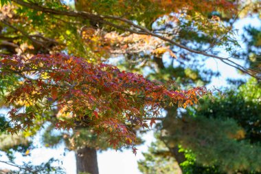 Tokyo yakınlarındaki Japonya 'da sonbahar zamanı.