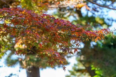 Tokyo yakınlarındaki Japonya 'da sonbahar zamanı.
