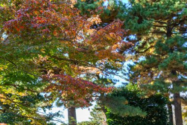 Tokyo yakınlarındaki Japonya 'da sonbahar zamanı.