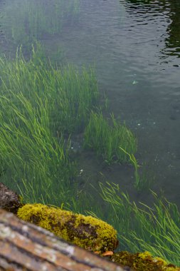 Tokyo ve Fuji Dağı Japonya 'da
