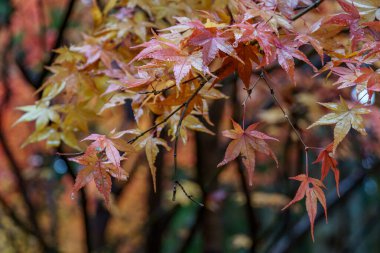 Tokyo ve Fuji Dağı Japonya 'da