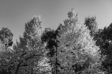 Tokyo ve Fuji Dağı Japonya 'da
