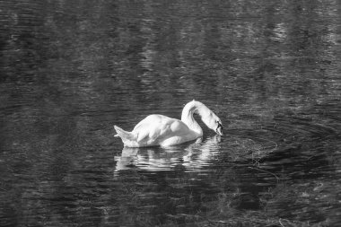 Tokyo şehri ve Fuji Dağı.