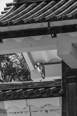 Tokyo şehri ve Fuji Dağı.