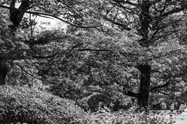 Tokyo şehri ve Fuji Dağı.