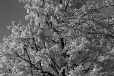 Tokyo şehri ve Fuji Dağı.