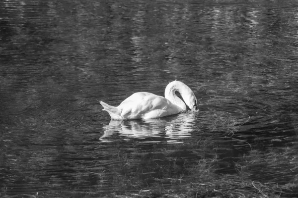 Tokyo ve Fuji Dağı Japonya 'da