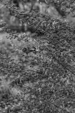 Tokyo şehri ve Japonya 'daki Fuji Dağı.