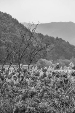 Tokyo ve Fuji Dağı Japonya 'da