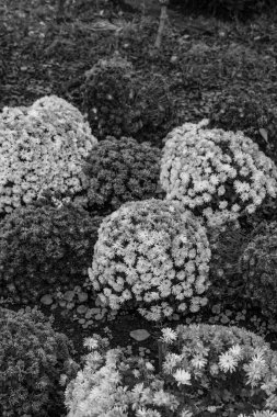 Tokyo ve Fuji Dağı Japonya 'da