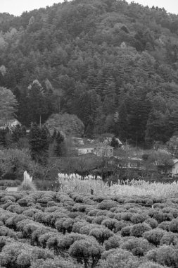 Tokyo ve Fuji Dağı Japonya 'da