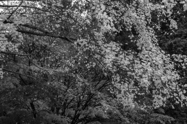 Tokyo ve Fuji Dağı Japonya 'da