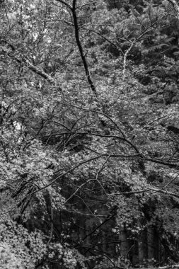 Tokyo ve Fuji Dağı Japonya 'da