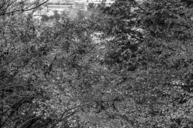 Tokyo ve Fuji Dağı Japonya 'da