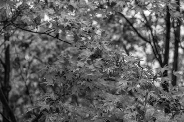 Tokyo ve Fuji Dağı Japonya 'da