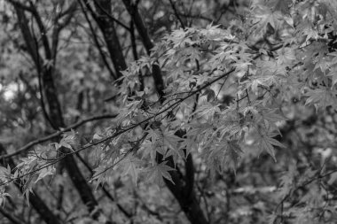 Tokyo ve Fuji Dağı Japonya 'da