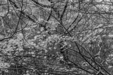 Tokyo ve Fuji Dağı Japonya 'da