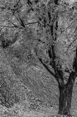 Tokyo ve Fuji Dağı Japonya 'da