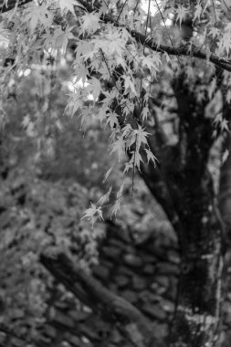 Tokyo ve Fuji Dağı Japonya 'da