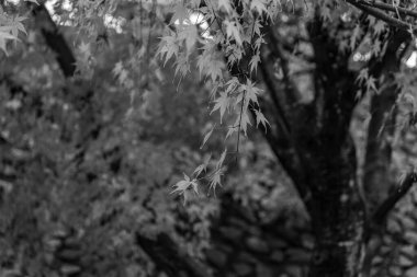 Tokyo ve Fuji Dağı Japonya 'da