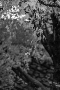 Tokyo ve Fuji Dağı Japonya 'da