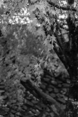 Tokyo ve Fuji Dağı Japonya 'da
