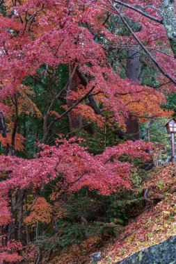 Tokyo ve Fuji Dağı Japonya 'da