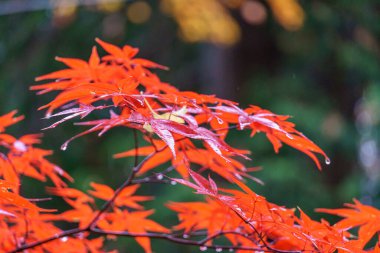 Tokyo ve Fuji Dağı Japonya 'da