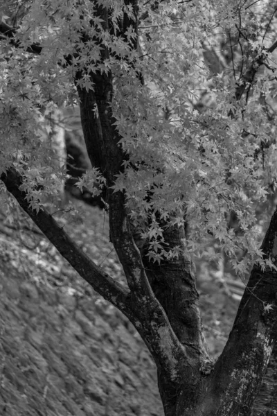 Tokyo ve Fuji Dağı Japonya 'da