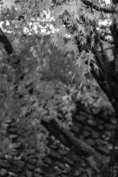 Tokyo ve Fuji Dağı Japonya 'da