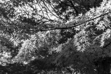 Sonbahar zamanı Tokyo şehri