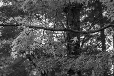 Sonbahar zamanı Tokyo şehri