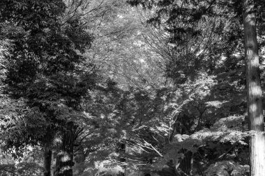 Sonbahar zamanı Tokyo şehri