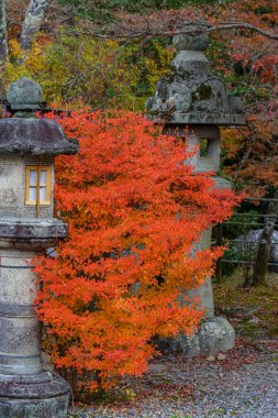 Japonya'nın Kyoto şehir