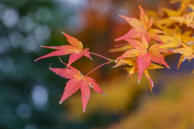 Japonya 'nın Osaka şehrinde sonbahar zamanı.